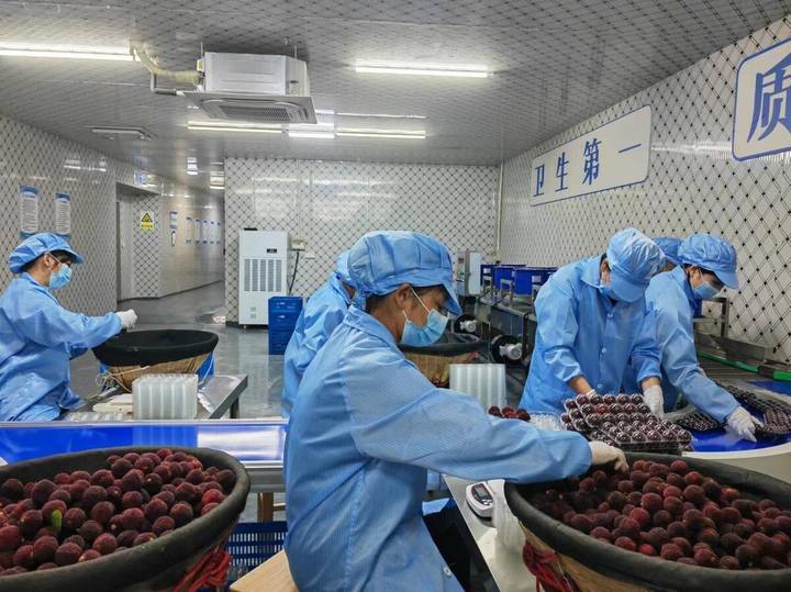 Kaiyun中国:6月杨梅“红”海外浙江多地杨梅开启出口模式(图2)