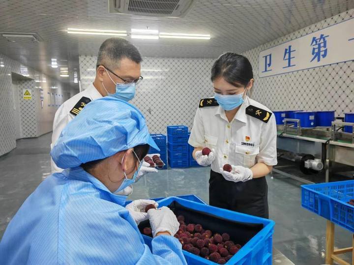 Kaiyun中国:6月杨梅“红”海外浙江多地杨梅开启出口模式