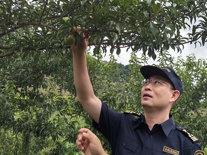Kaiyun中国：“黔货出海”贵州蜂糖李实现首次出口(图1)