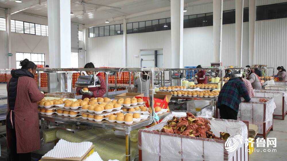 Kaiyun中国:聊城鲜梨年出口量首次突破10000吨(图2)