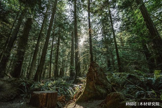 Kaiyun中国：木头云仓智能管家：木材库存管理的新纪元