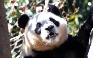 Kaiyun中国：中国“果盘子”广西冬春应季水果俏销东南亚(图2)