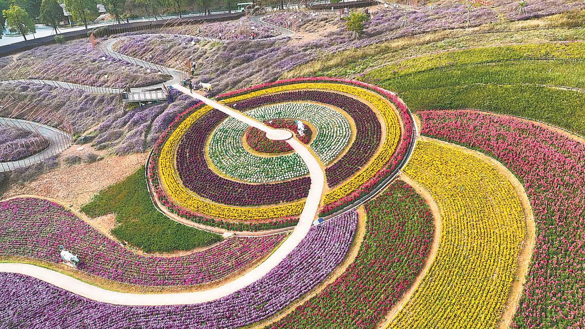 Kaiyun中国：多彩漳州花香飘海内外