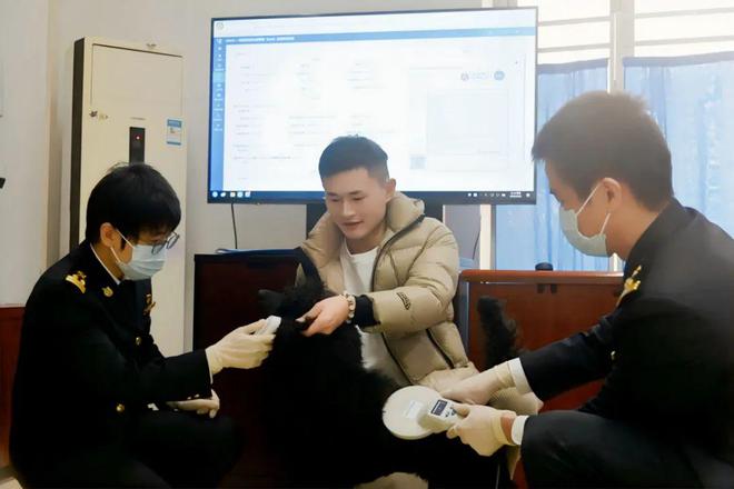 开云网站：顺义“铲屎官”狂喜！北京试点携宠物出境便捷服务报关仅不到10分钟