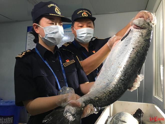 Kaiyun中国：一条三文鱼“游”出一条产业链！三文鱼进口成都中转提速约5小时(图6)