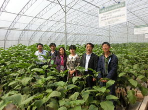 开云网站：大宗蔬菜都有什么(图1)