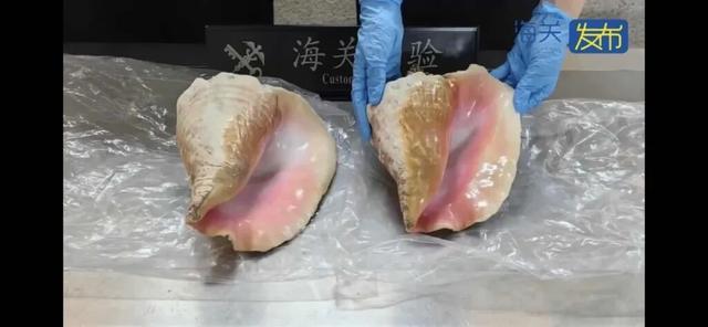 Kaiyun中国：2件濒危螺壳制品入境被查经鉴定系保护物种女王凤凰螺共重338千克(图2)