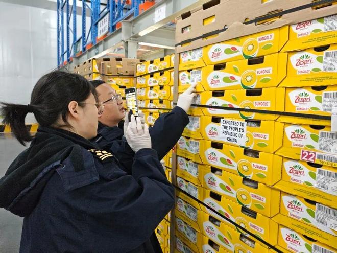 Kaiyun中国：今年首船新西兰猕猴桃抵沪上海海关数智监管打造优“鲜”通关路